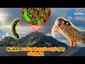 10000 ஆண்டுகளாய் ஒரு தீவில் பதுங்கி வாழும் வேட்டைக்கார பாம்புகள் | snake Island tamil | snake iland