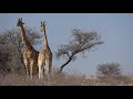 SOUTH AFRICA  Kgalagadi Transfrontier Park 2019