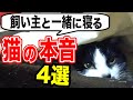 猫が飼い主と一緒に寝る4つの理由を獣医師が解説します