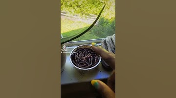 Feeding My Turtle 🐢 Worms 🪱 | Watch Them Eat Them #shorts