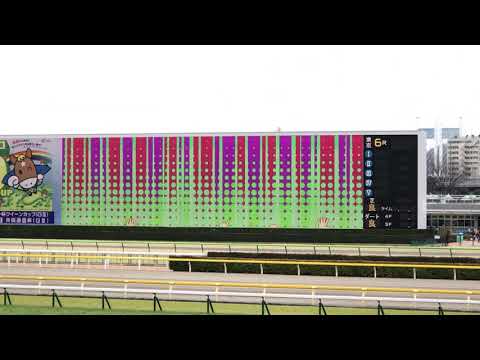 ロッタチャンセズ 3歳新馬戦 東京競馬場 現地撮影
