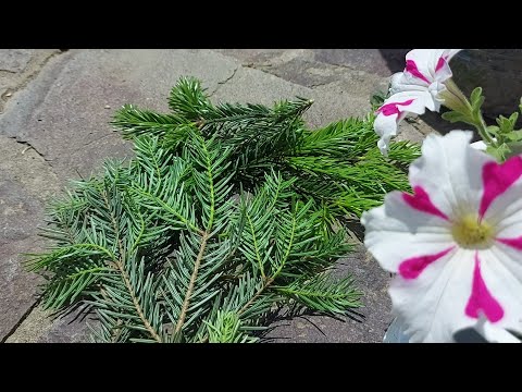 Video: Cultivarea bradului nobil - Sfaturi despre plantarea unui brad nobil