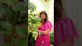 7 Plantas Para Decorar O Seu Banheiro plantas jardim shorts plantaslindas shortsfeed