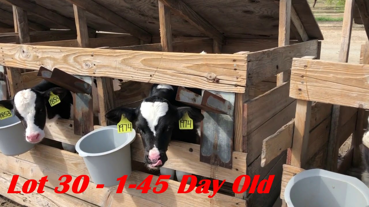 Lot 30 Hutch Calves YouTube
