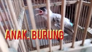 burung kutilang anakan jantan buat bahan pikat