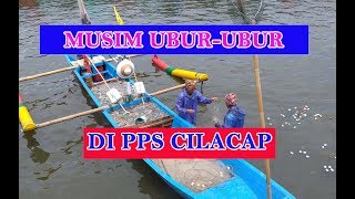 Ubur-Ubur Mulai Musim di PPS Cilacap