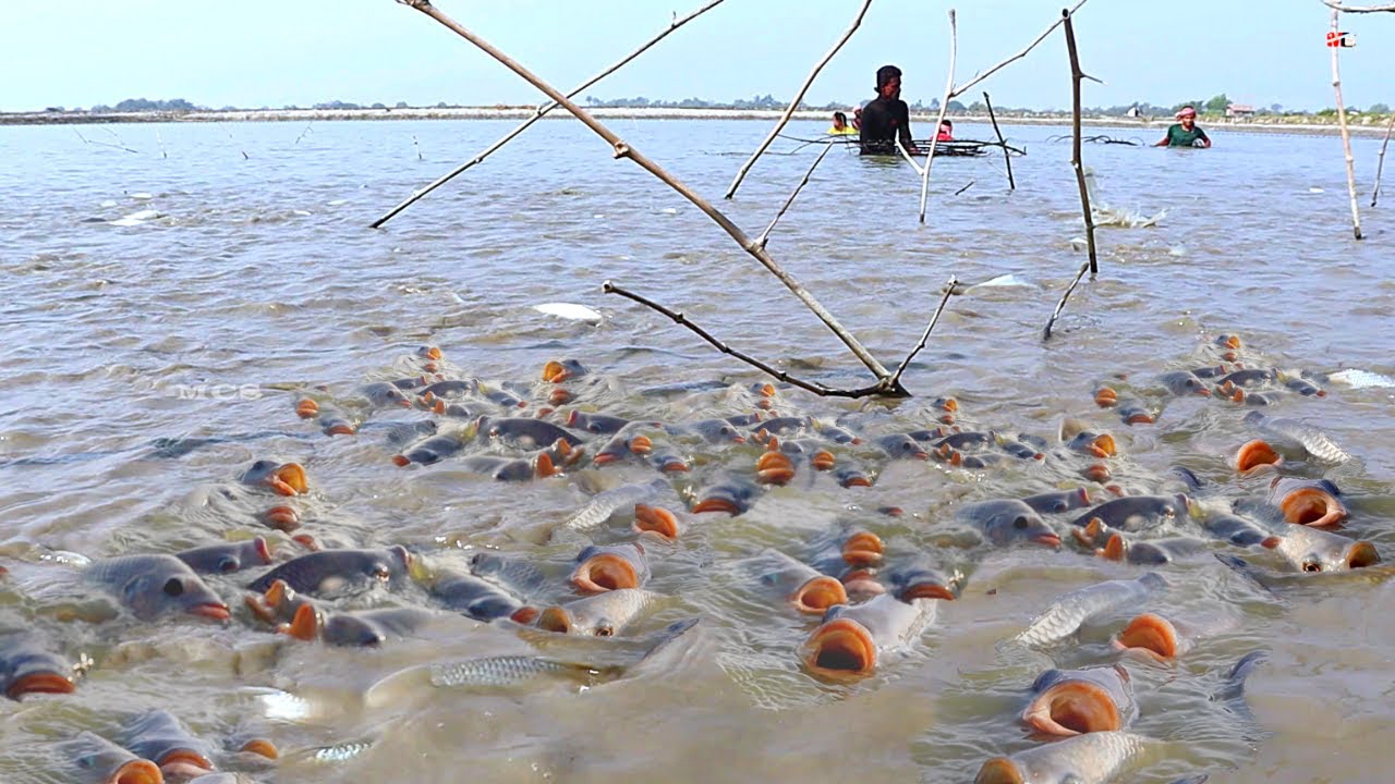 Reaksi ikan besar saat memanching dengan jaring di Veri