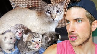 I Rescued A Cat & Five Newborn Kittens From a Kill Shelter