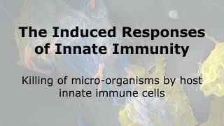 Induced Innate Immune Responses: Killing of Microbes by Immune Cells