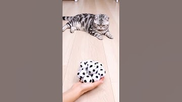 😻Cute Cat Barsik With Beads🐾Soccer Ball💗Reverse Video💎#shorts #viralshorts #asmr #cat #reverse