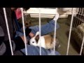 もぐもぐくるみ♪ ネザーランドドワーフうさぎ Netherland Dwarf Bunny rabbit