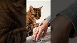 Your CAT is  WARNING ⚠️  You 😟. #catbehavior #catpsychology