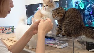 I couldn't focus on the game because my cats were being too cute...(ENG SUB)