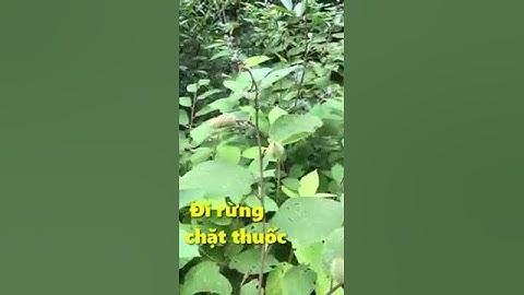 CÂY AN XOA TRỊ BỆNH GAN ( Hành trình đi chặt thuốc trong rừng )