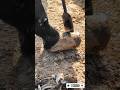 The Largest Hoof I Have Ever Had To Trim. Horse Restoration Front Hooves. #horse #donkey #hoof #asmr