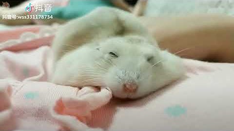 Tổng hợp Hamster hài hước và dễ thương🐭 - Top khoảnh khắc dễ thương nhất của Hamster