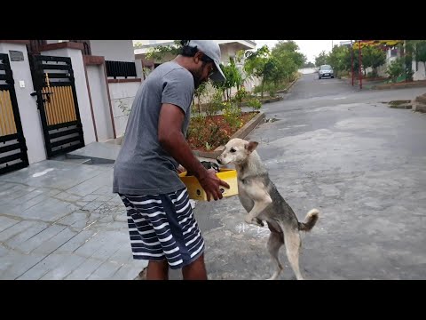 Mother Dog Asked Me to Take Care of Her Babies || We Saved Puppies From Heavy Rain || ShashiMourya