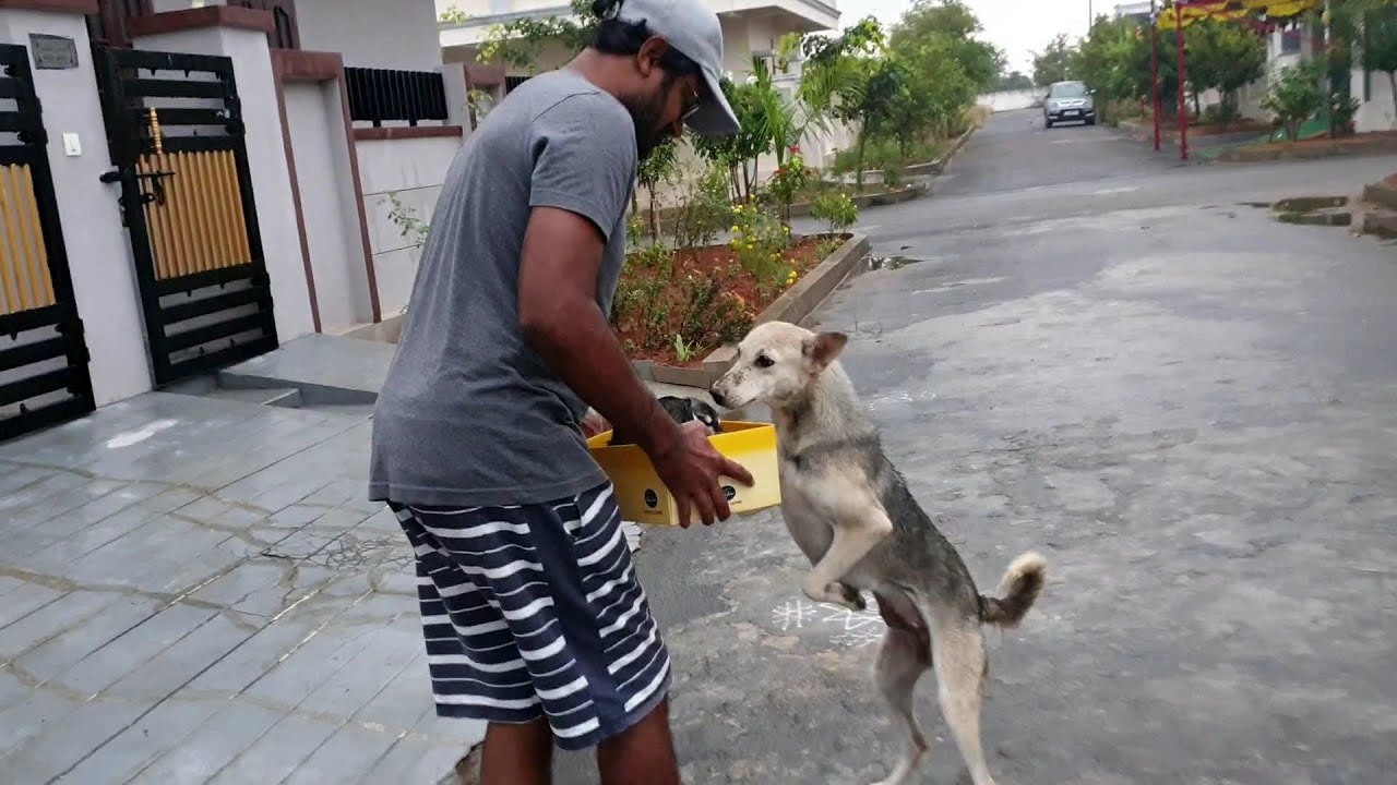 Mother Dog Asked Me to Take Care of Her Babies || We Saved Puppies From ...
