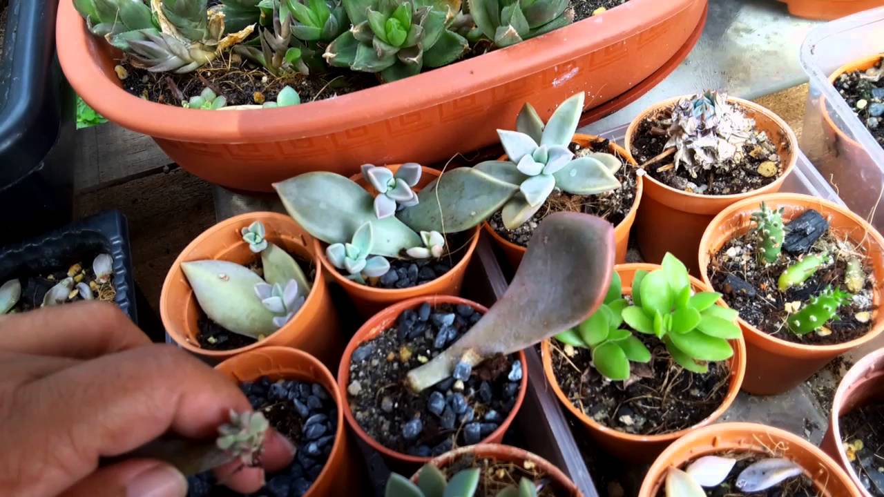 Baby Succulent from leaves 