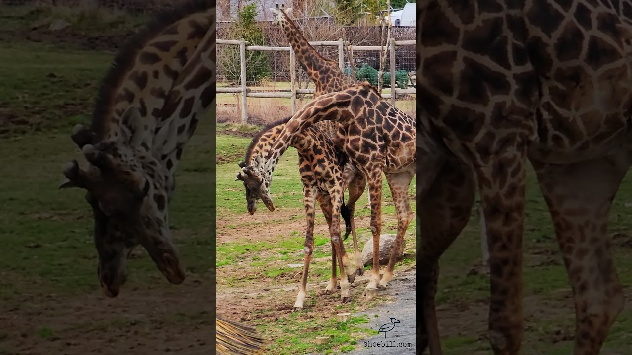 Giraffes Necking Battle