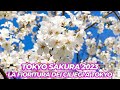 LA FIORITURA DEI CILIEGI A TOKYO - HANAMI 2023