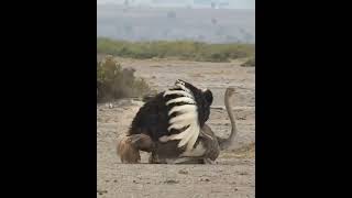 Ostrich Mating Dance