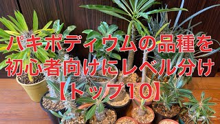 【パキポディウム】初心者向けトップ10発表！