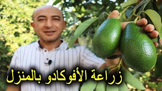 زراعة الافوكادو و العناية بها وطريقة تثبيت الازهار و الثمار بشجرة الافوكادو