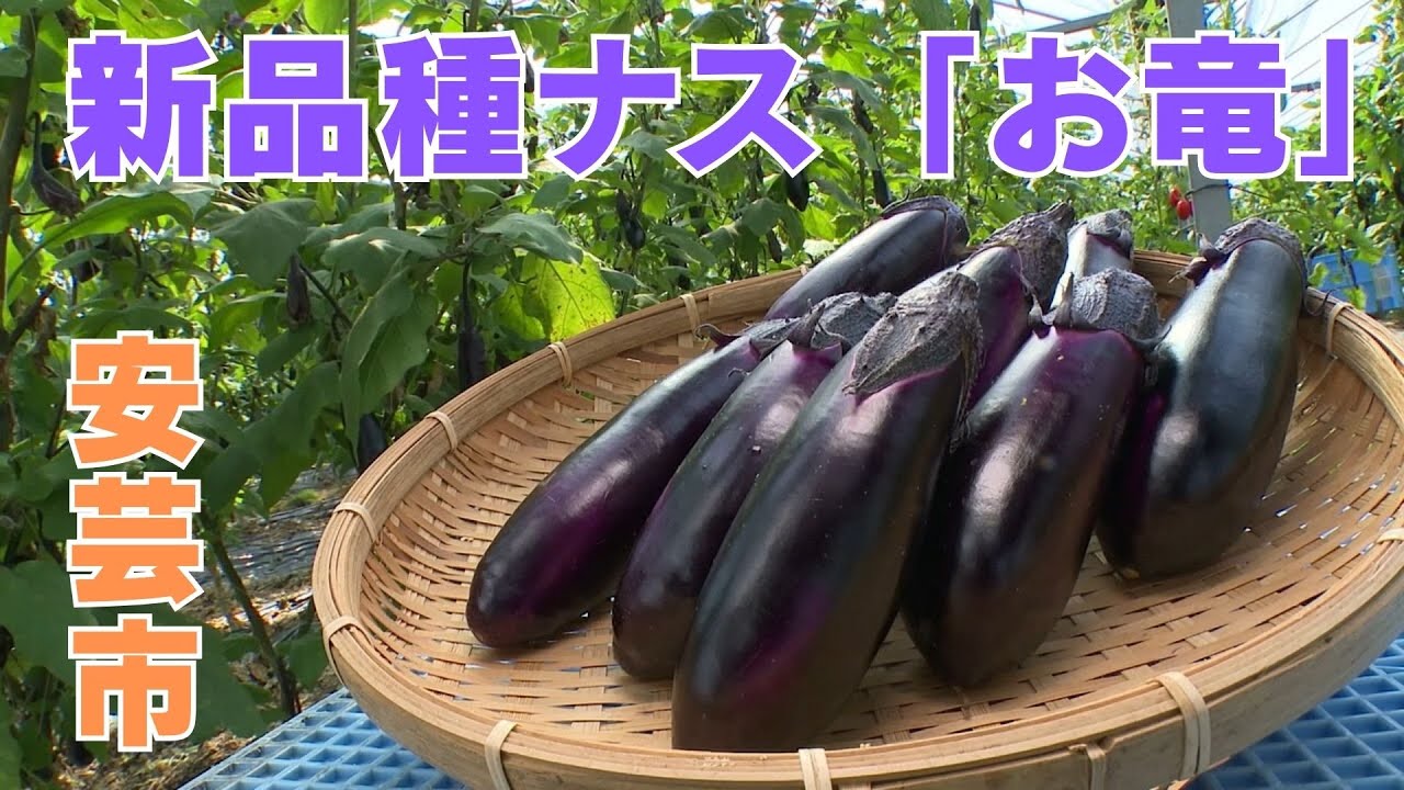 高知が生産量日本一・ナス 新品種『お竜（りょう）』は生で食べると