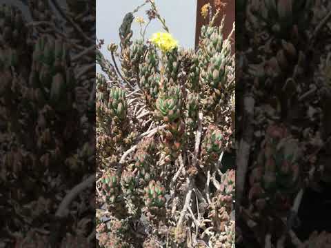 Video: Sedum Cáustico (41 Fotos): Descripción De La Planta De Sedum, Plantación Y Cuidado, El Uso De Una Flor Amarilla En El Diseño Del Paisaje