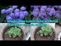 HOW TO GROW FLOSS FLOWER/ AGERATUM FROM SEEDS WITH FULL UPDATES
