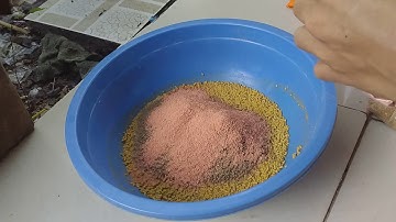 Chia sẻ bài mồi và kinh nghiệm câu cá mè vinh