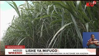 SUPER NAPIER GRASS (PAKCHONG 1); NI LISHE YENYE UWEZO WA KUBORESHA UFUGAJI; JIFUNZE ZAIDI.