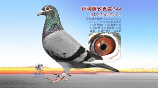 【歐洲特賣會】B19-3009244