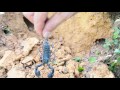 Hunting scorpion in jungle very danger part 2 end