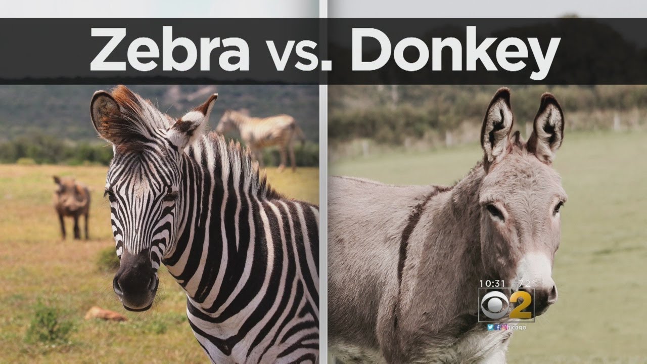 Image result for zebra and donkey