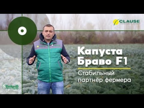 Обзор капусты | Капуста Браво - Стабильный Партнёр Фермера | "Владам-Юг" Сергей Футей