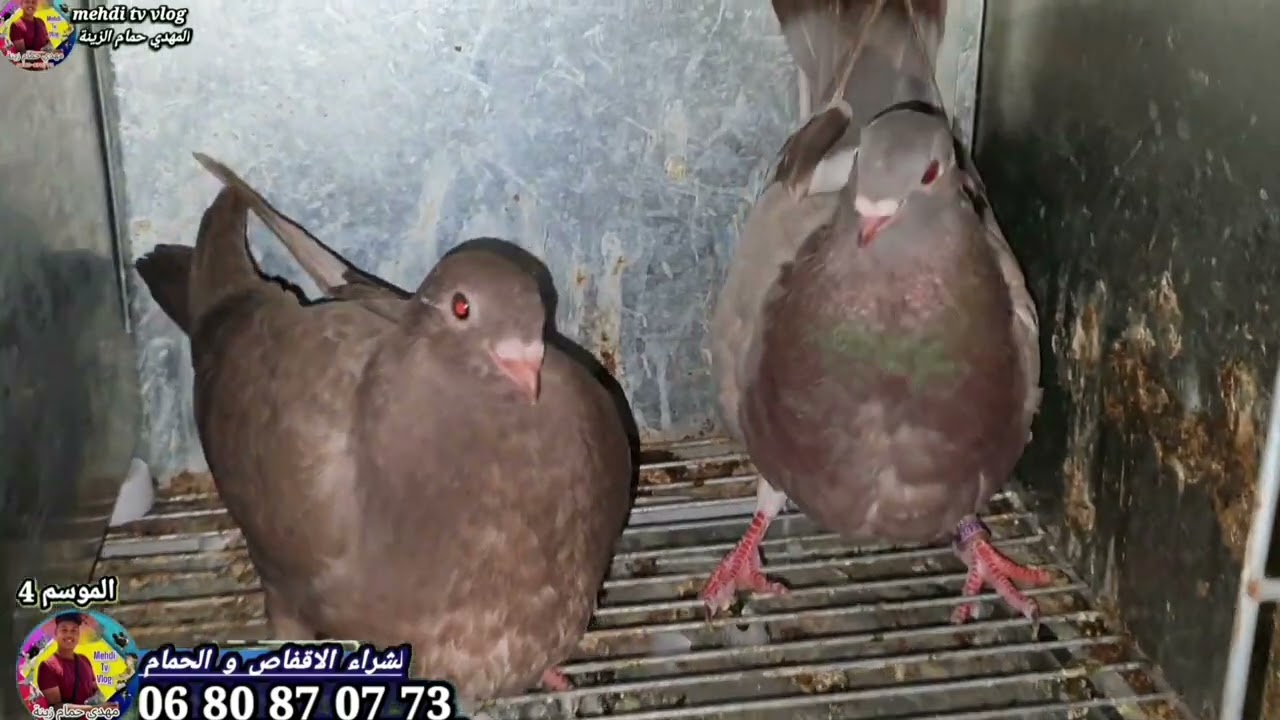 الجديد حمام سيفيانوس 6 حمامة لمليح 😁💪🚨