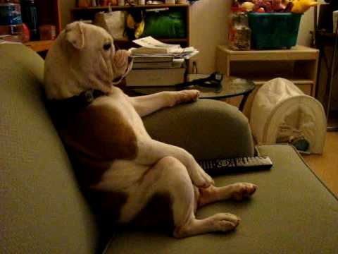 English Bulldog watching TV (Family Guy) sitting on a couch