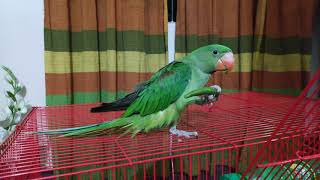 Rio: Alexander Parrot baby start eating green chilli :)