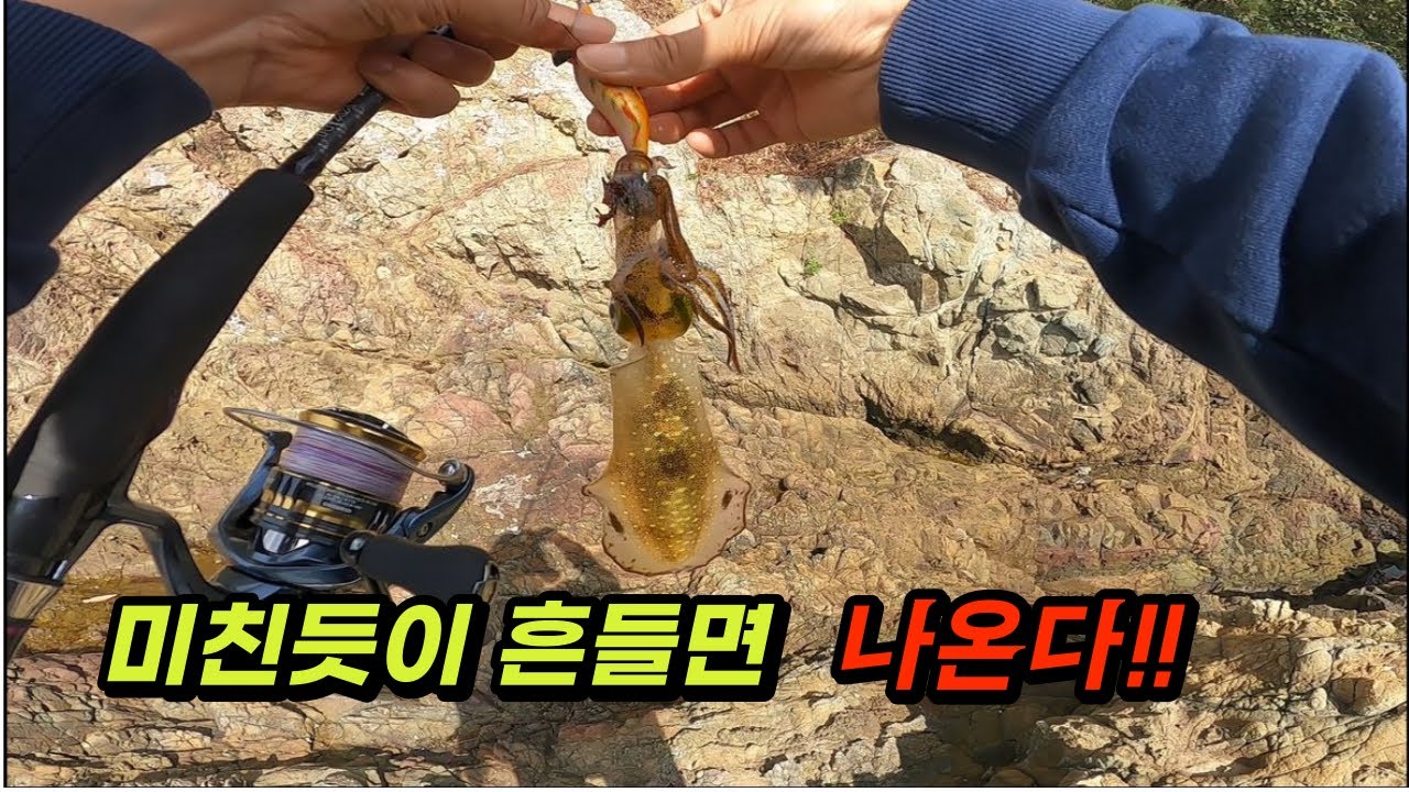 통영 도보 무늬오징어 하루종일 흔들고 왔습니다.
