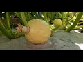 A quick tour of my Hydroponic Giant Pumpkin Vine and System.