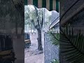 Rain status ❤️❤️❤️#shortvideo #rain