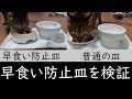 【ペットのエサ皿】猫の肥満対策に！早食い防止皿の効果を検証してみた【フードボウル】