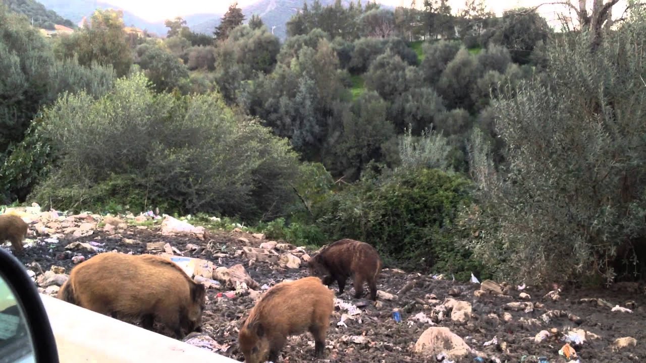 الخنزير البري    في بومرداس