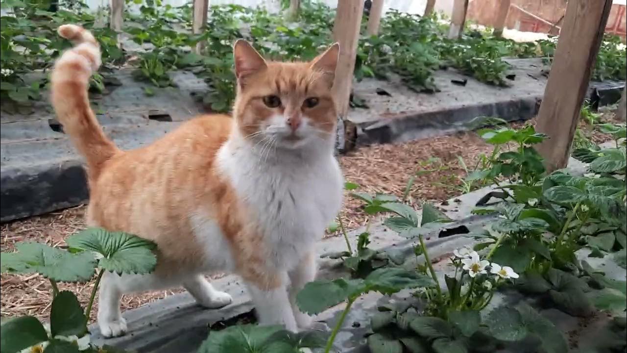 Обзорчик 29.03.23 земляника садовая сорт Кабрилло и Мурано в теплице ...