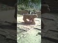 شیر سنگی #music #instrumental #relax #cover #folklore #نزهه #kitten