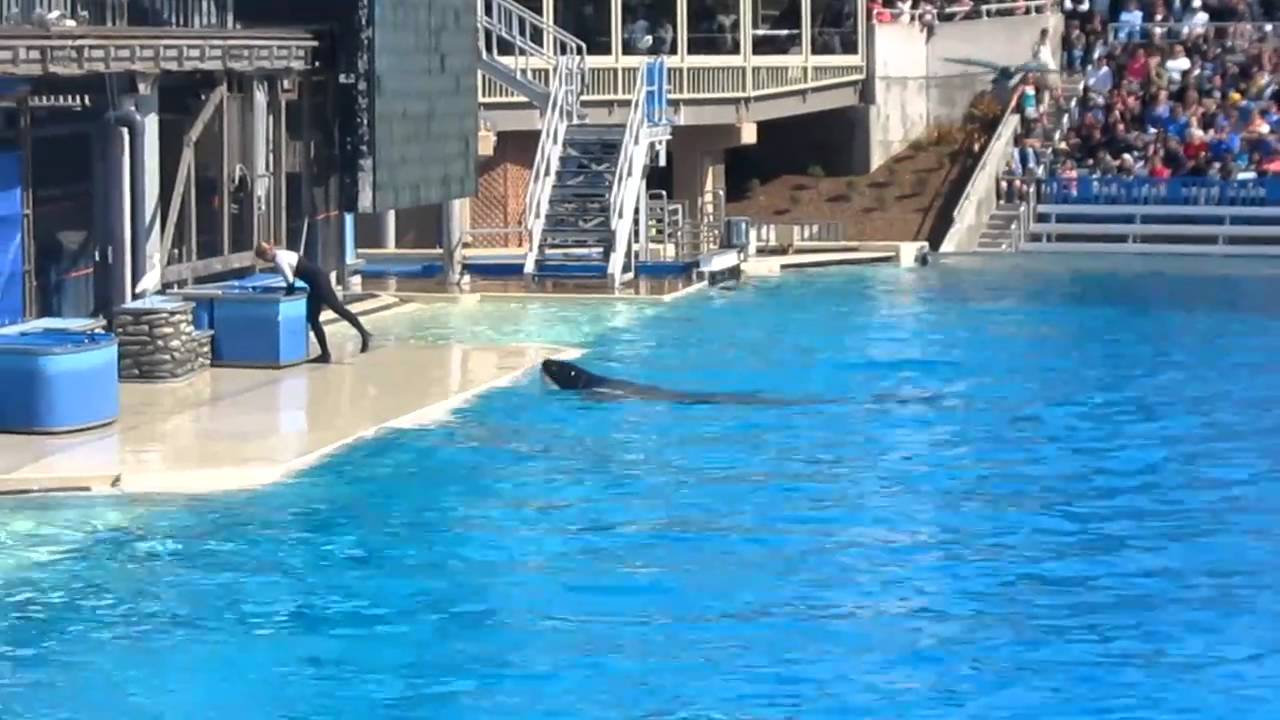 Senior Sneak in San Diego - SeaWorld 3 - YouTube