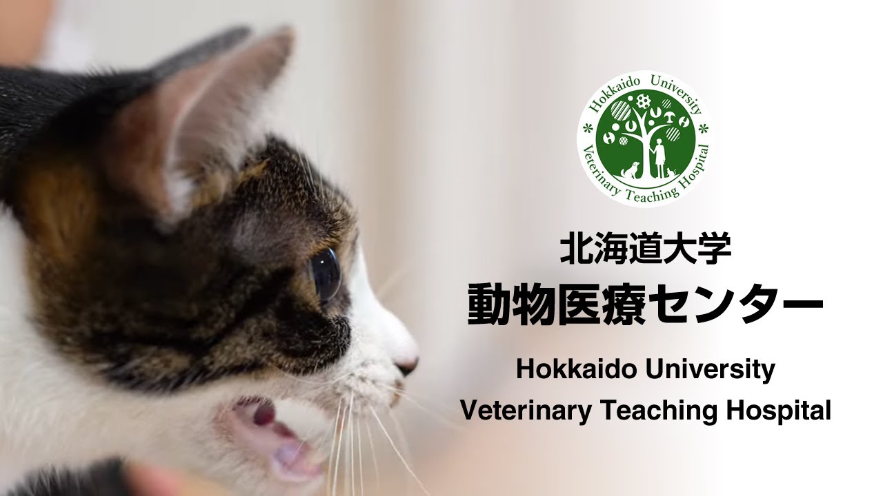 北海道大学動物医療センター 紹介動画 Hokkaido University Veterinary Teaching Hospital Youtube 北海道大学動物医療センター 紹介動画 Hokkaido University Veterinary Teaching Hospital Youtube
