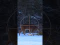 Where to shoot a deer with a gun ultimate deer hunting compilation animals deer hunting tips